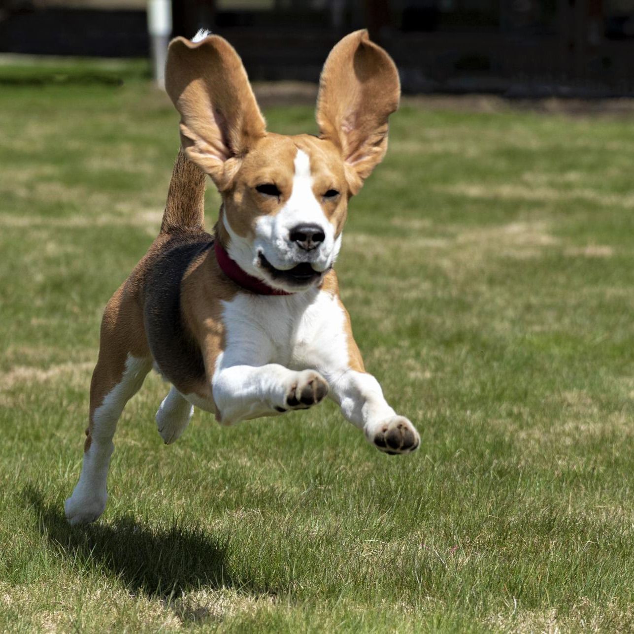 犬先生